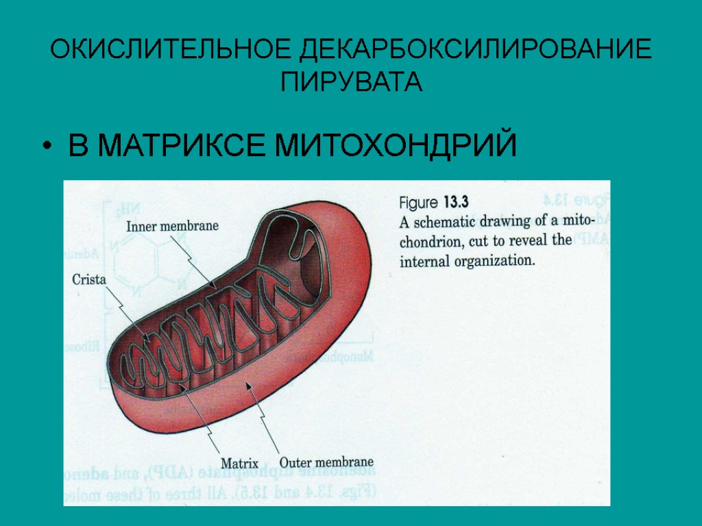 ОКИСЛИТЕЛЬНОЕ ДЕКАРБОКСИЛИРОВАНИЕ ПИРУВАТА В МАТРИКСЕ МИТОХОНДРИЙ